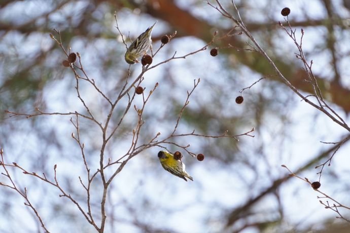 北塩原村で見ることができる野鳥たち