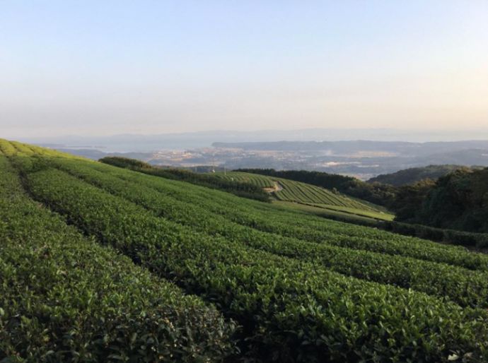 杵築市の特産品：お茶