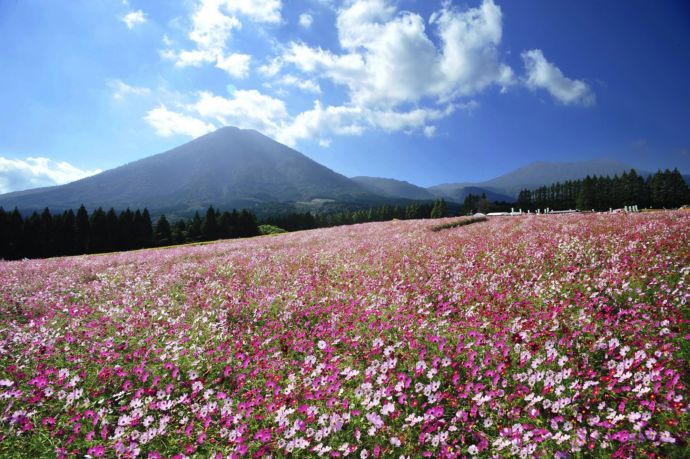 宮崎県小林市にある生駒高原に広がるコスモス畑