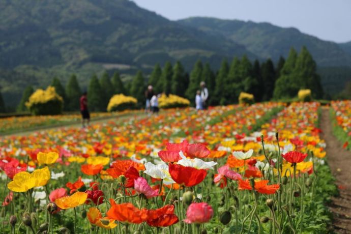 宮崎県小林市にある生駒高原に広がるポピー畑