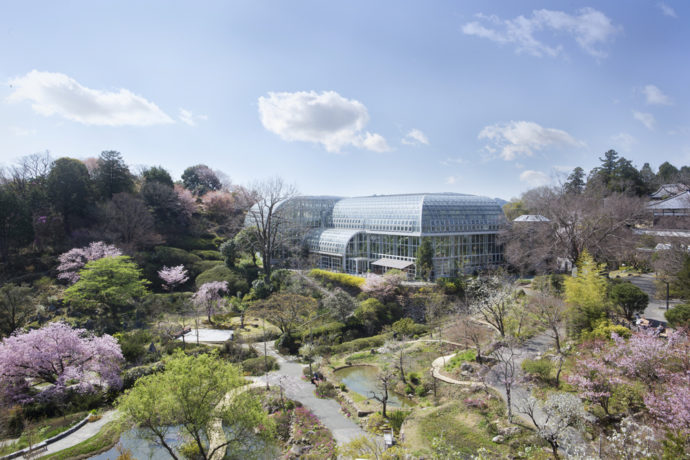 高知県立牧野植物園の春の水景庭園