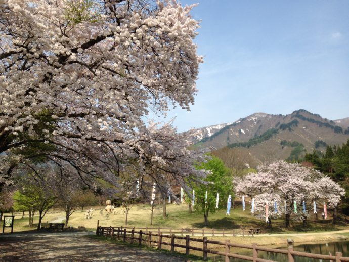 池の周辺の桜