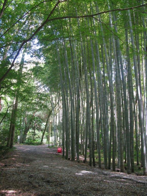 児玉美術館の竹林デートスポット