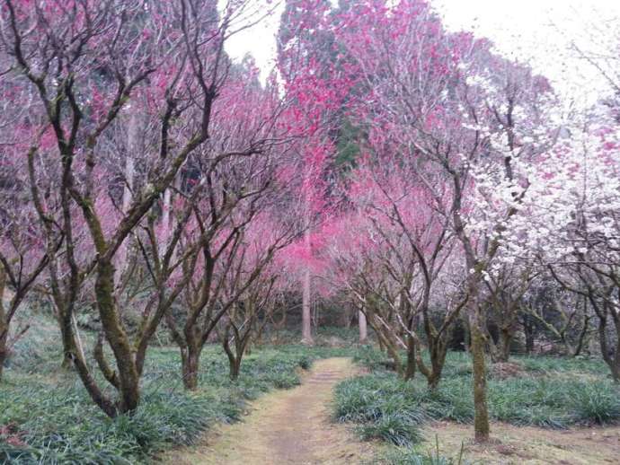 児玉美術館の紅白梅