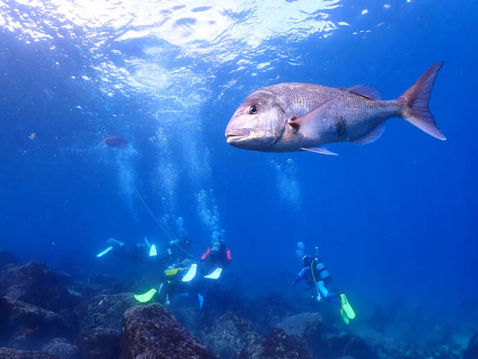 黄金崎ダイブセンターのダイビングを楽しむ人々と魚の風景