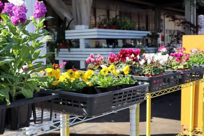 広島県東広島市の「道の駅 湖畔の里 福富」で買える花