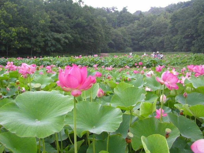 荒神谷史跡公園の2,000年もしくは3,000年前の種から発芽した古代ハス