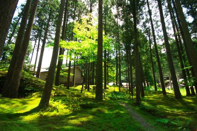 小松市にある「日用苔の里」の風景写真