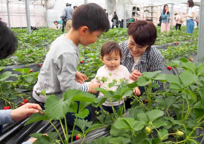 小松沢レジャー農園のいちご狩りの様子