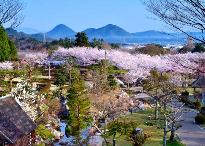 桜が見ごろを迎えたじゅらくの里