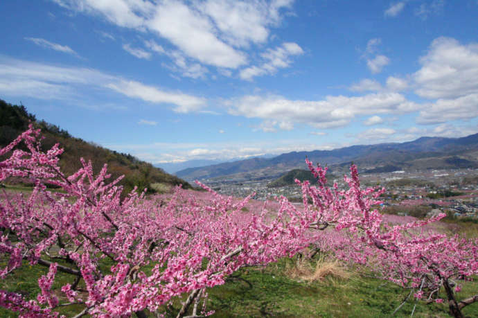 塩山桃源郷に咲いた桃の花