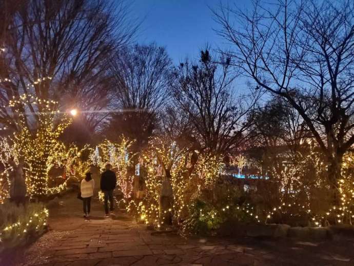 ハーブ庭園のイルミネーション