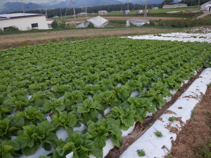 小海町で育てられている野菜