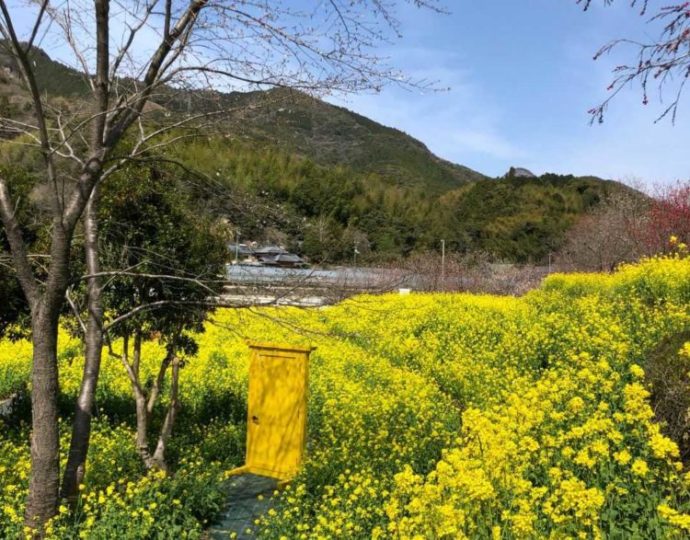 菜の花畑の中に置かれた黄色くてかわいいドア