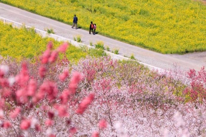 高知県「西川花公園」の展望台からの眺め