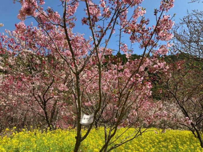 西川花公園の敷地内に咲いている桜と菜の花