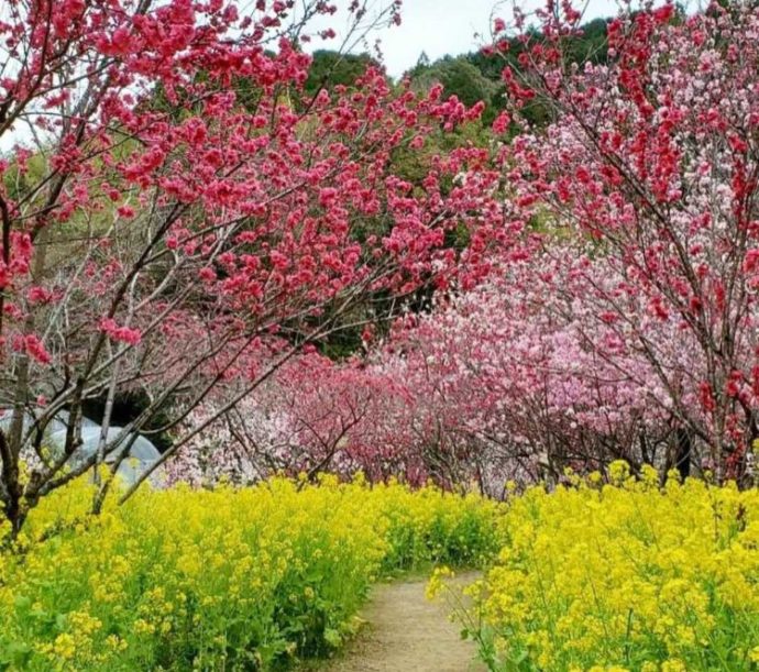 ハナモモと菜の花が咲く中を歩けるようにつくられた歩道