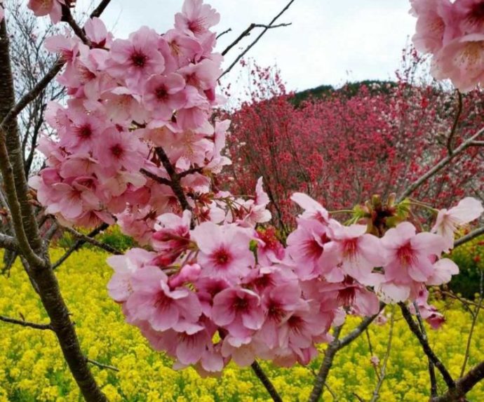 高知県香南市にある「西川花公園」の敷地内で咲く桜と菜の花