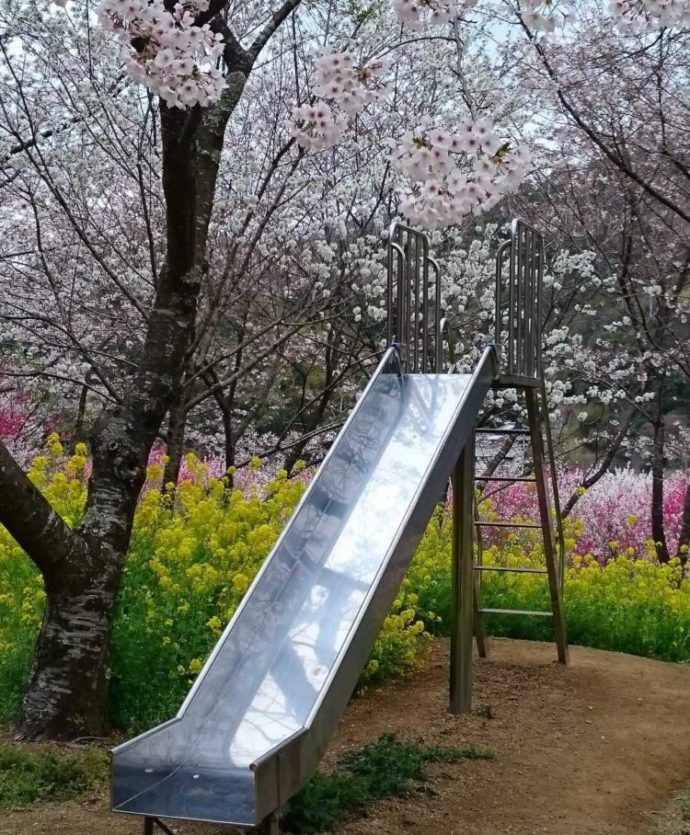 高知県香南市にある「西川花公園」の滑り台と花