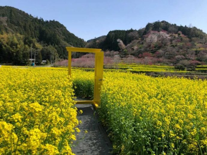 菜の花畑の中に置かれている黄色のドア
