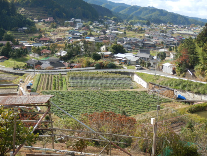 高野町の当帰畑