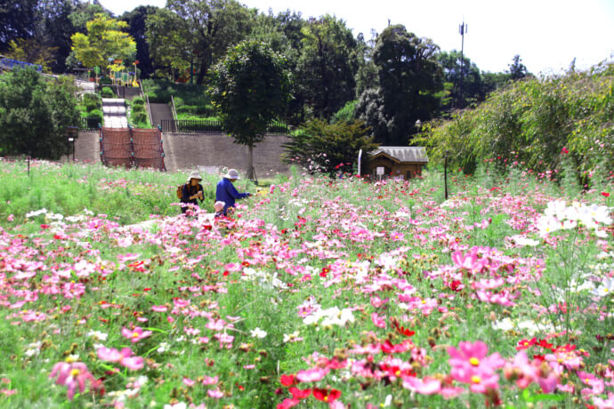 下松スポーツ公園のコスモス畑