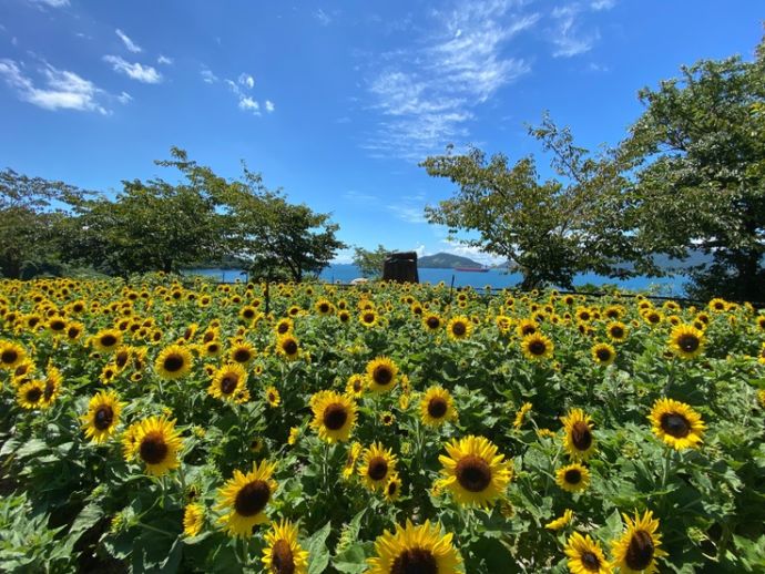 下松市にある「潮風ガーデン」で満開となったヒマワリ