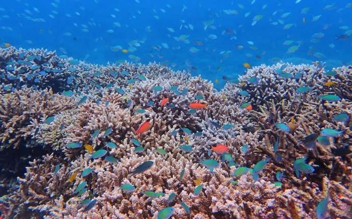 石垣島ダイビングショップ「KUKURU」のダイビングで見られる海中絶景