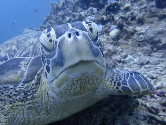 八重山諸島の海に生息するウミガメ