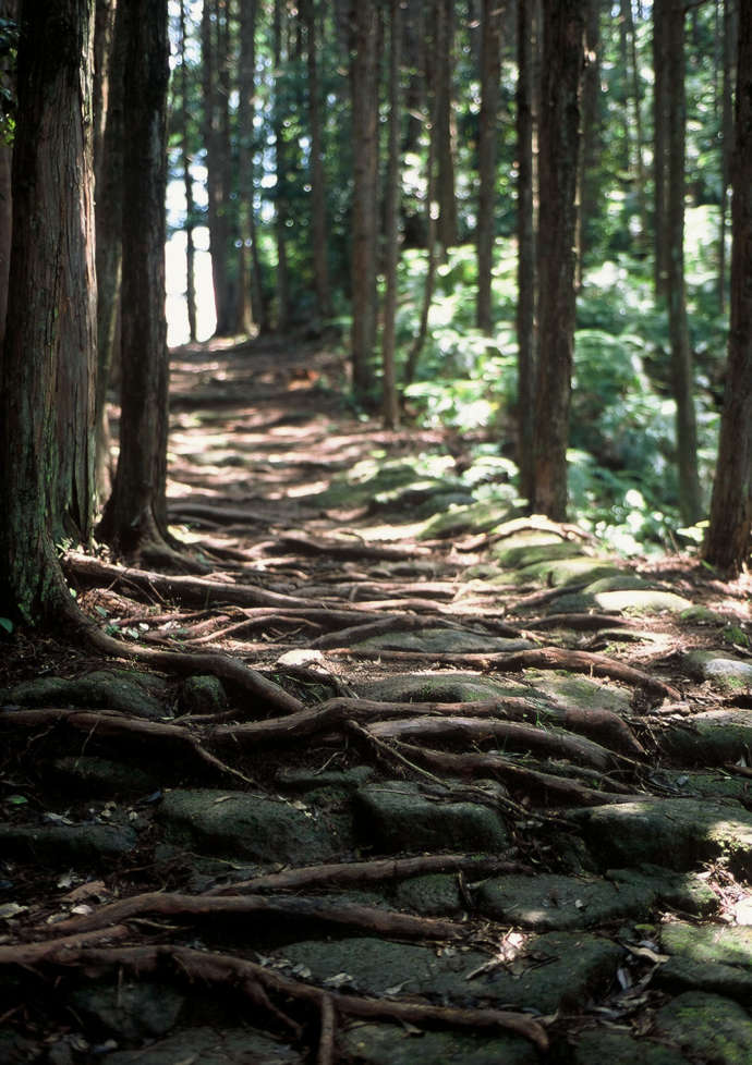 熊野古道の自然