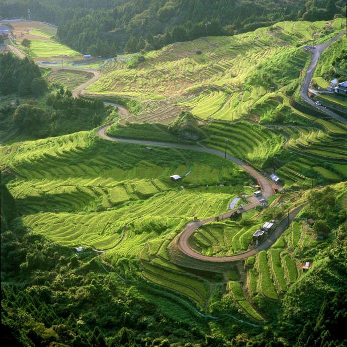 青々とした稲が美しい千枚田