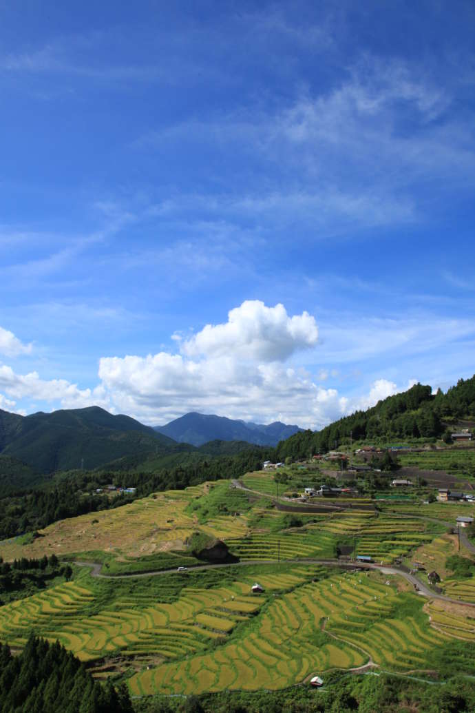 夏の千枚田