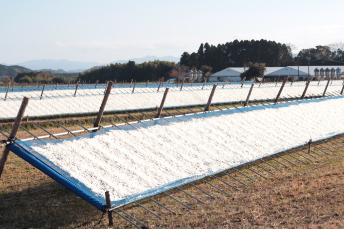 宮崎県国富町の冬の風物詩せんぎり大根