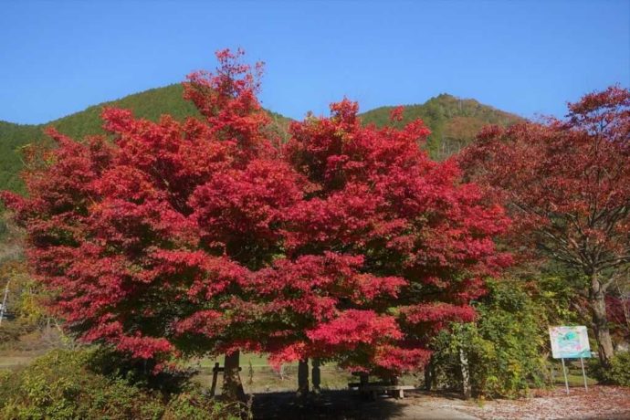 道の駅長門峡の近くにある紅葉