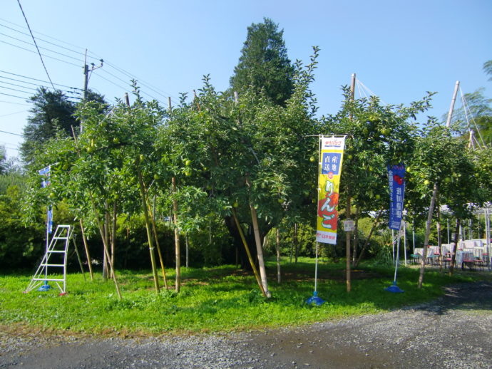 日本一古いとされている陸奥の木