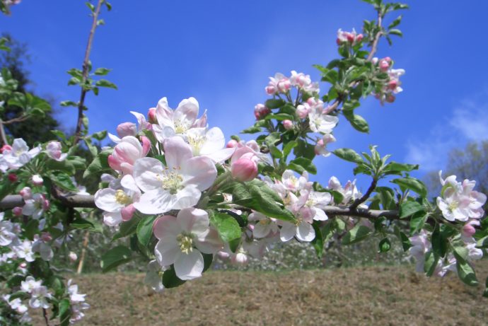 黒田りんご園の木に咲くりんごの花の写真