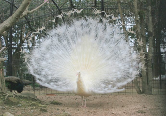 久留米市鳥類センターで飼育しているシロクジャク