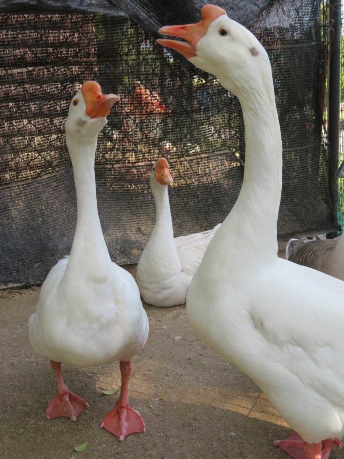 のびのびと飼育されている久留米市鳥類センターのガチョウ