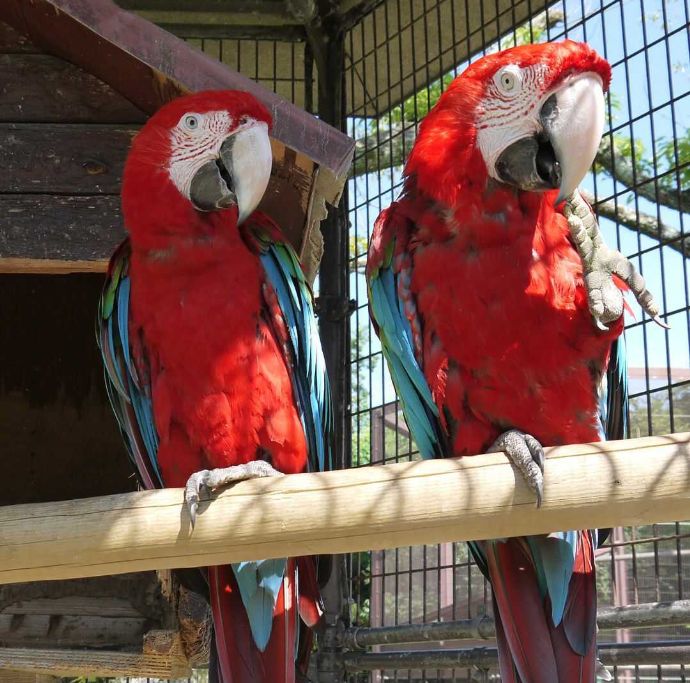 カラフルな羽が特徴的な久留米市鳥類センターのベニコンゴウインコ