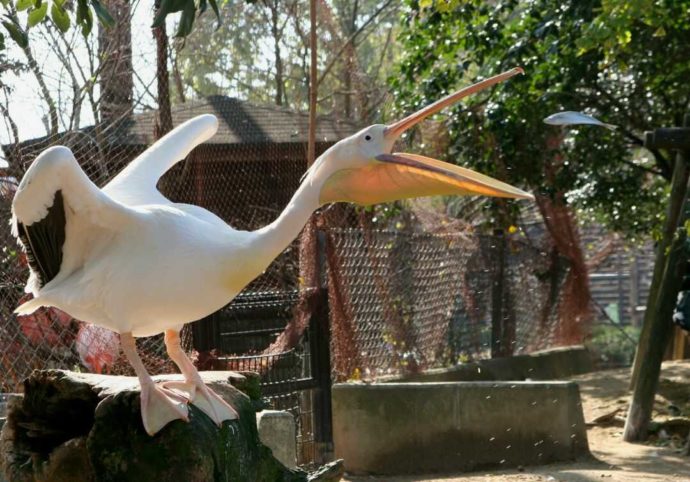 魚をキャッチしようとしている久留米市鳥類センターのモモイロペリカン