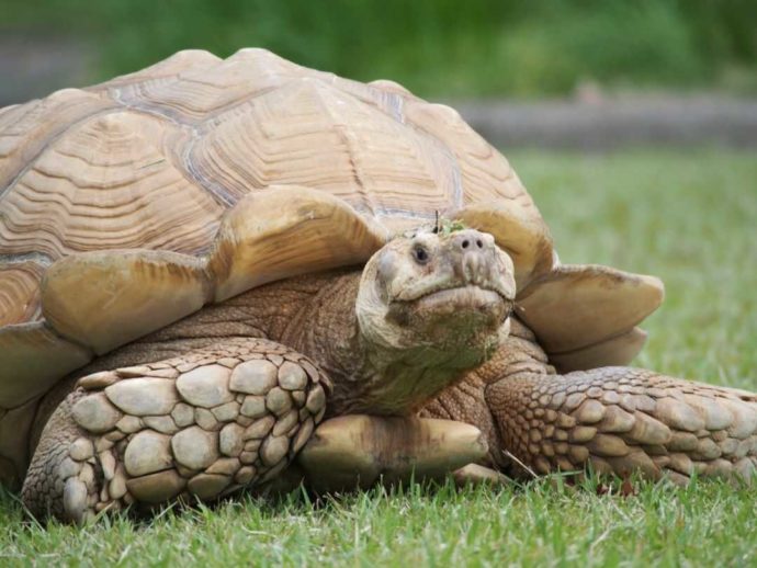 久留米市鳥類センターで出会えるケヅメリクガメ