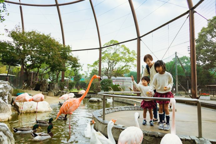 久留米市鳥類センターのフラミンゴ