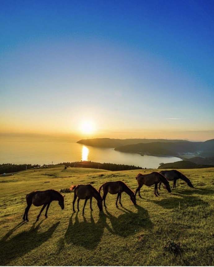 都井岬に生息する岬馬と夕暮れ