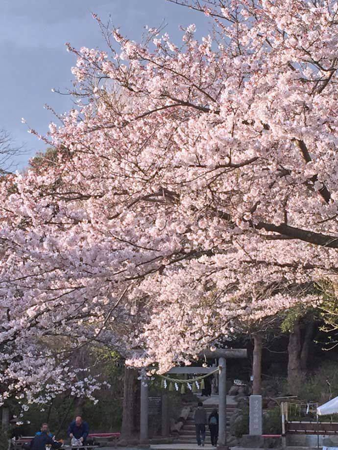 葛原岡神社の歴史・見どころについて