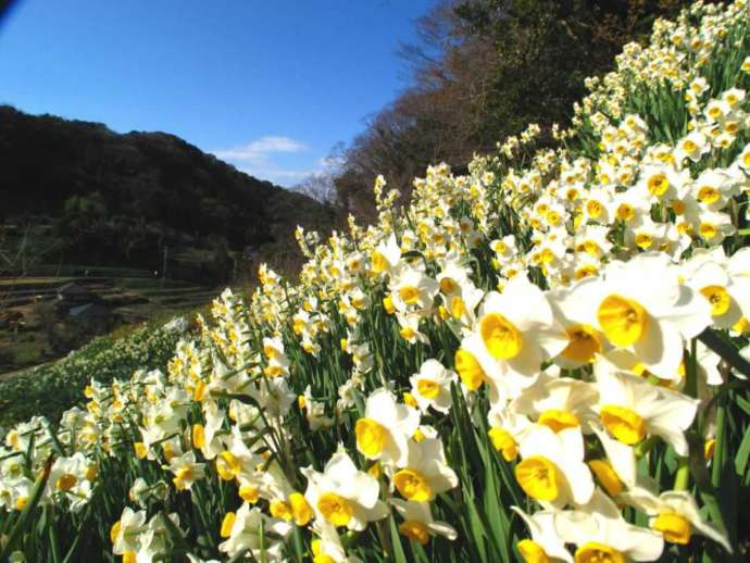 千葉県安房郡鋸南町にある江月水仙ロードで咲いている水仙