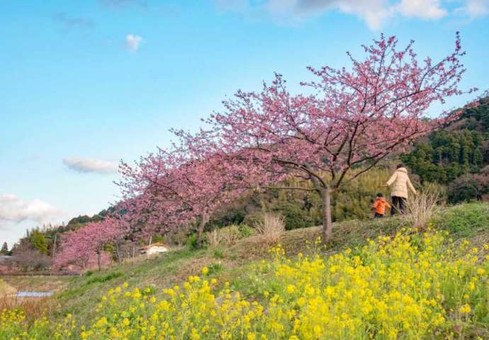 千葉県安房郡鋸南町で咲いている頼朝桜