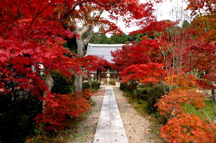 京都府京田辺市にある観音寺の紅葉