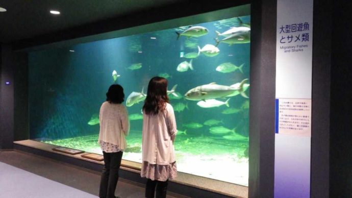 京都大学白浜水族館の大水槽