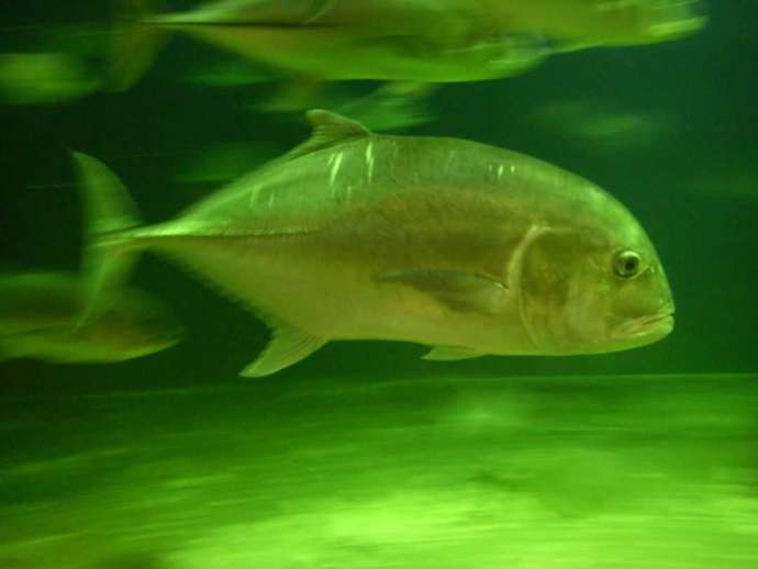 京都大学白浜水族館のロウニンアジ