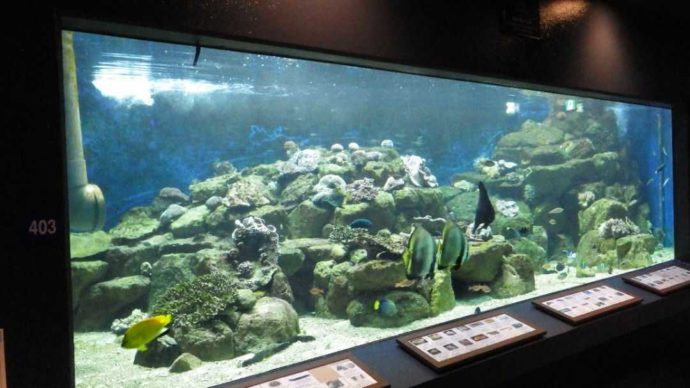 京都大学白浜水族館でたくさんの魚が泳ぐ水槽